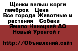 Щенки вельш корги пемброк › Цена ­ 70 000 - Все города Животные и растения » Собаки   . Ямало-Ненецкий АО,Новый Уренгой г.